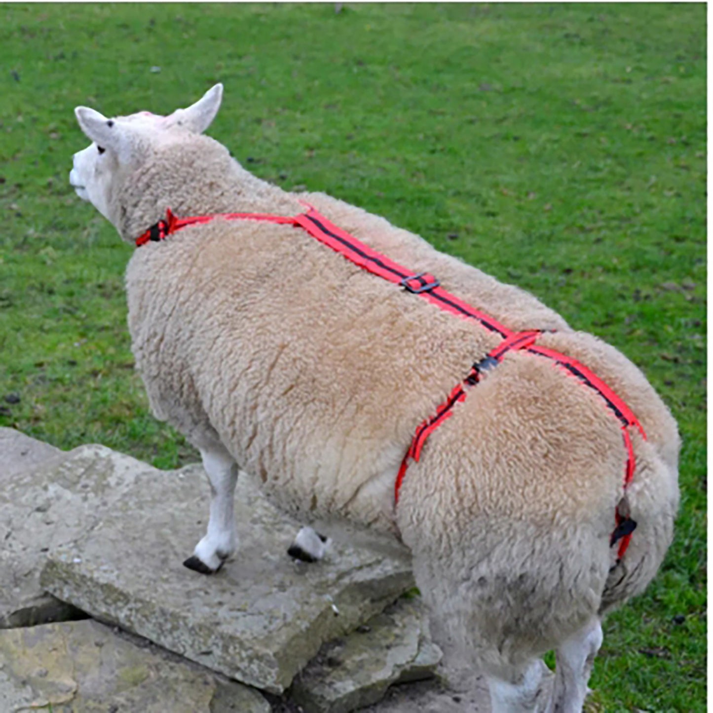 Agrimark Prolapse Harness Red with Black Stripe