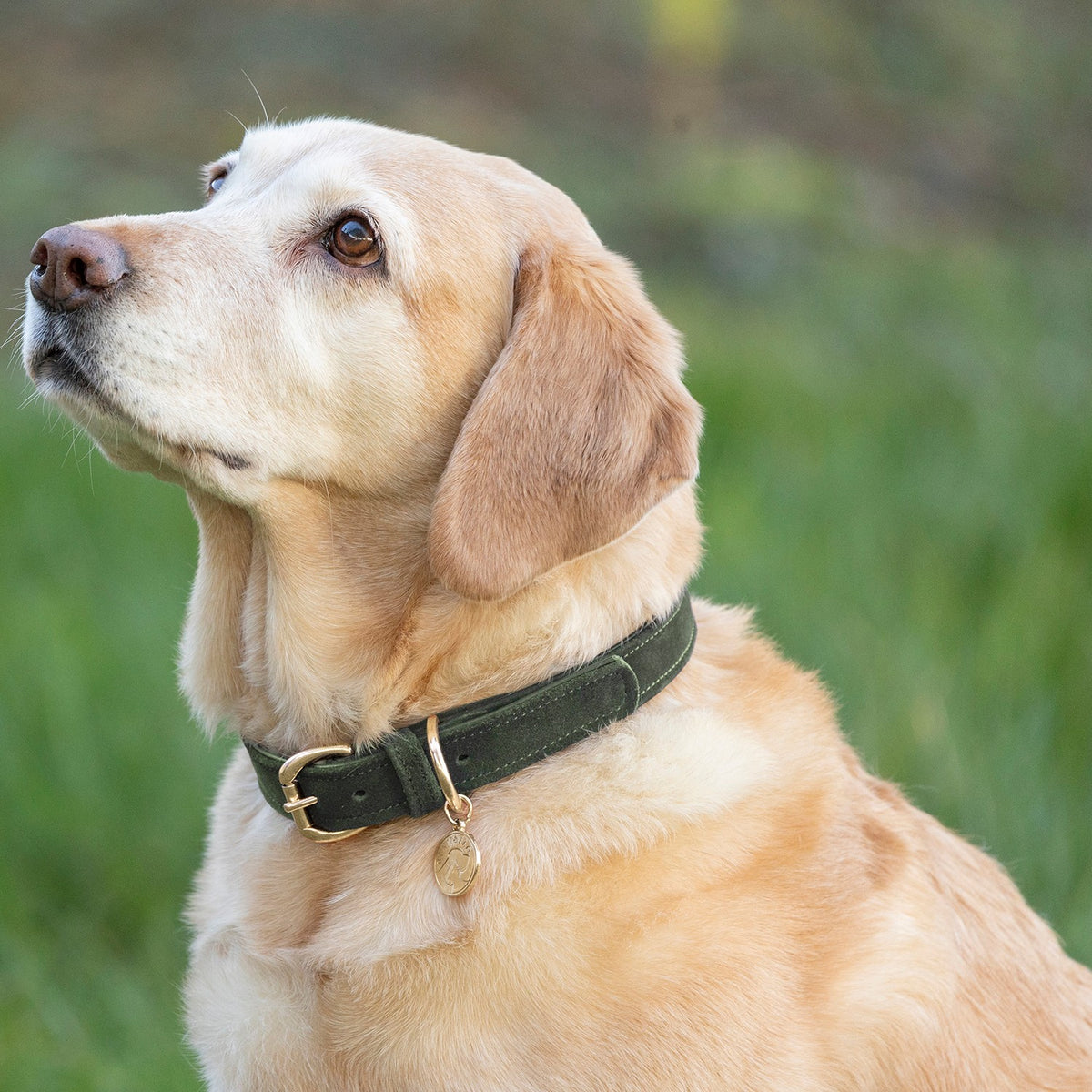 Benji & Flo Noble Suede Dog Collar