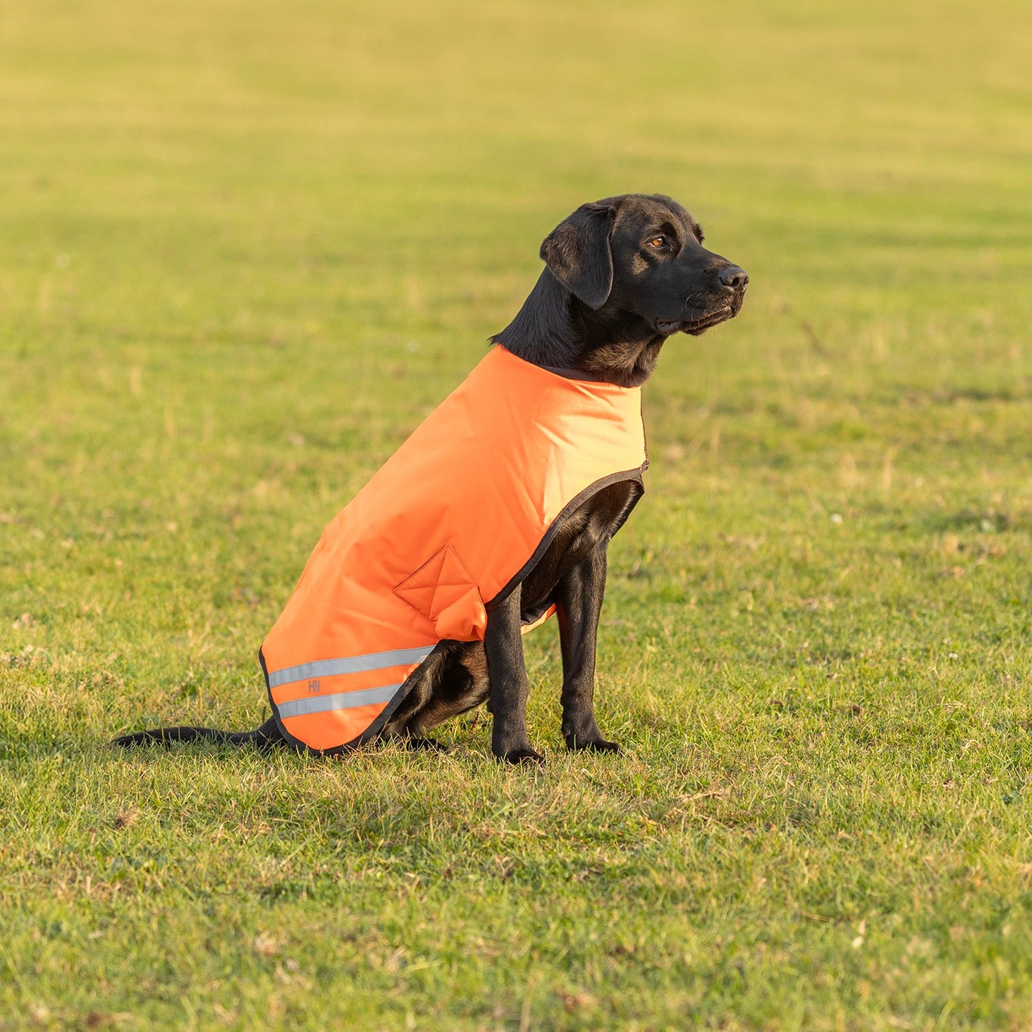 Benji & Flo Reflector Waterproof Dog Coat by Hy Equestrian Orange - Xlarge