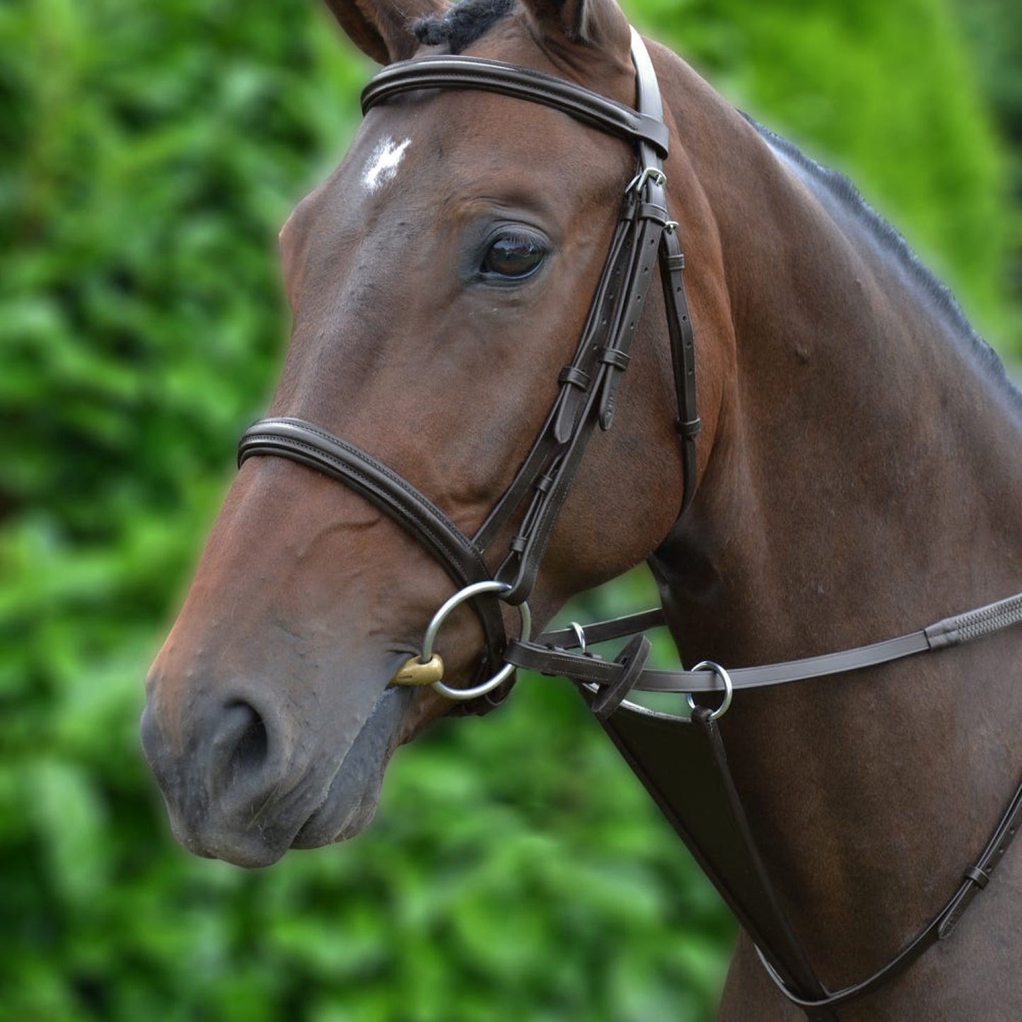 Hy Equestrian Bib Martingale Brown - Cob