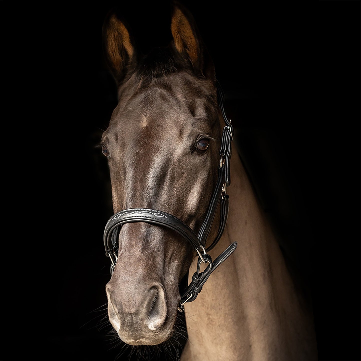 ProPresicce Softy Leather Headcollar by Hy Equestrian Black/Silver - Cob
