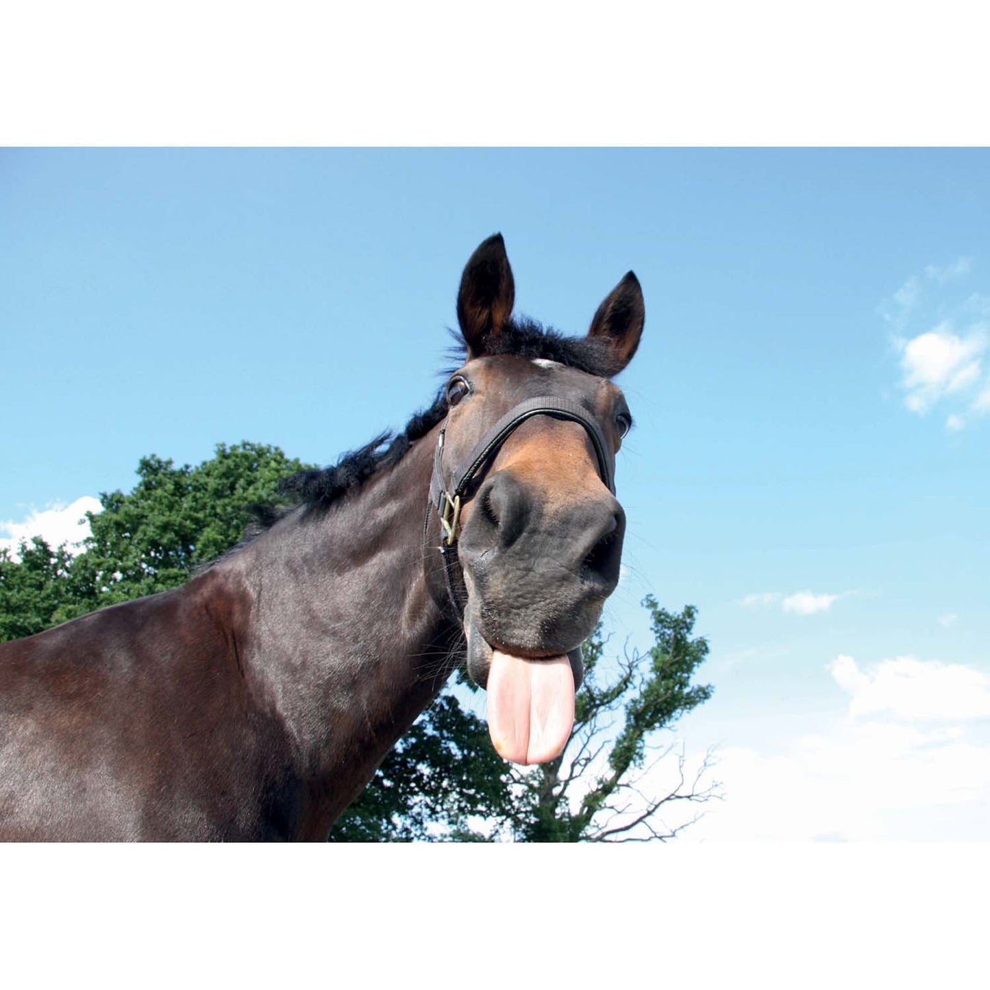 Kevin Milner Countryside Cards Funny Horse