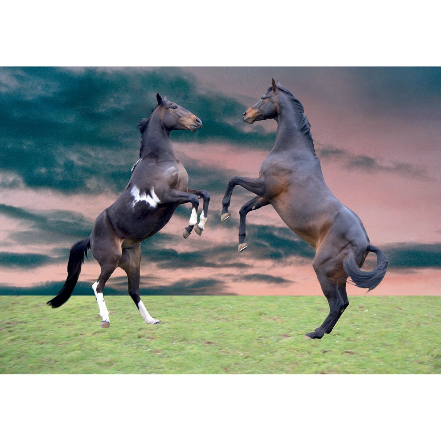 Kevin Milner Countryside Cards Horses Rearing