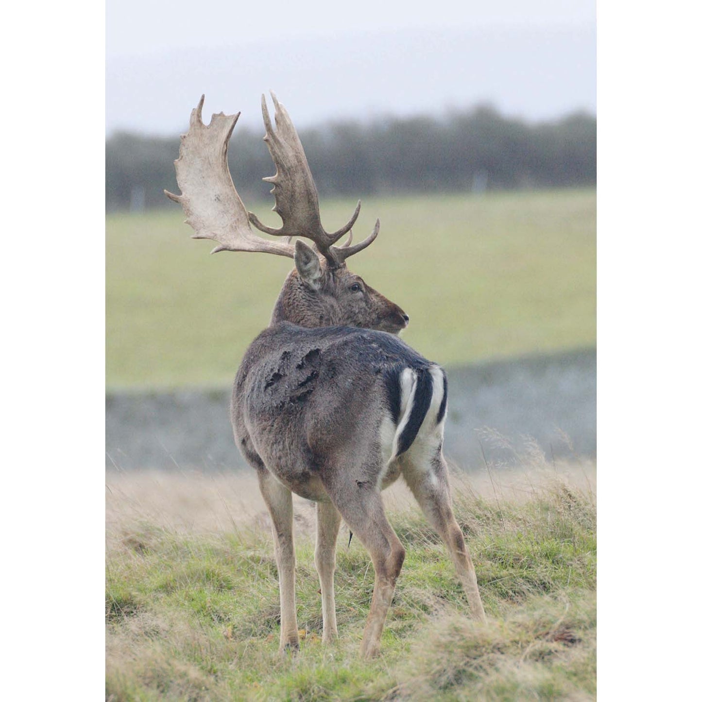 Kevin Milner Countryside Cards Fallow Deer