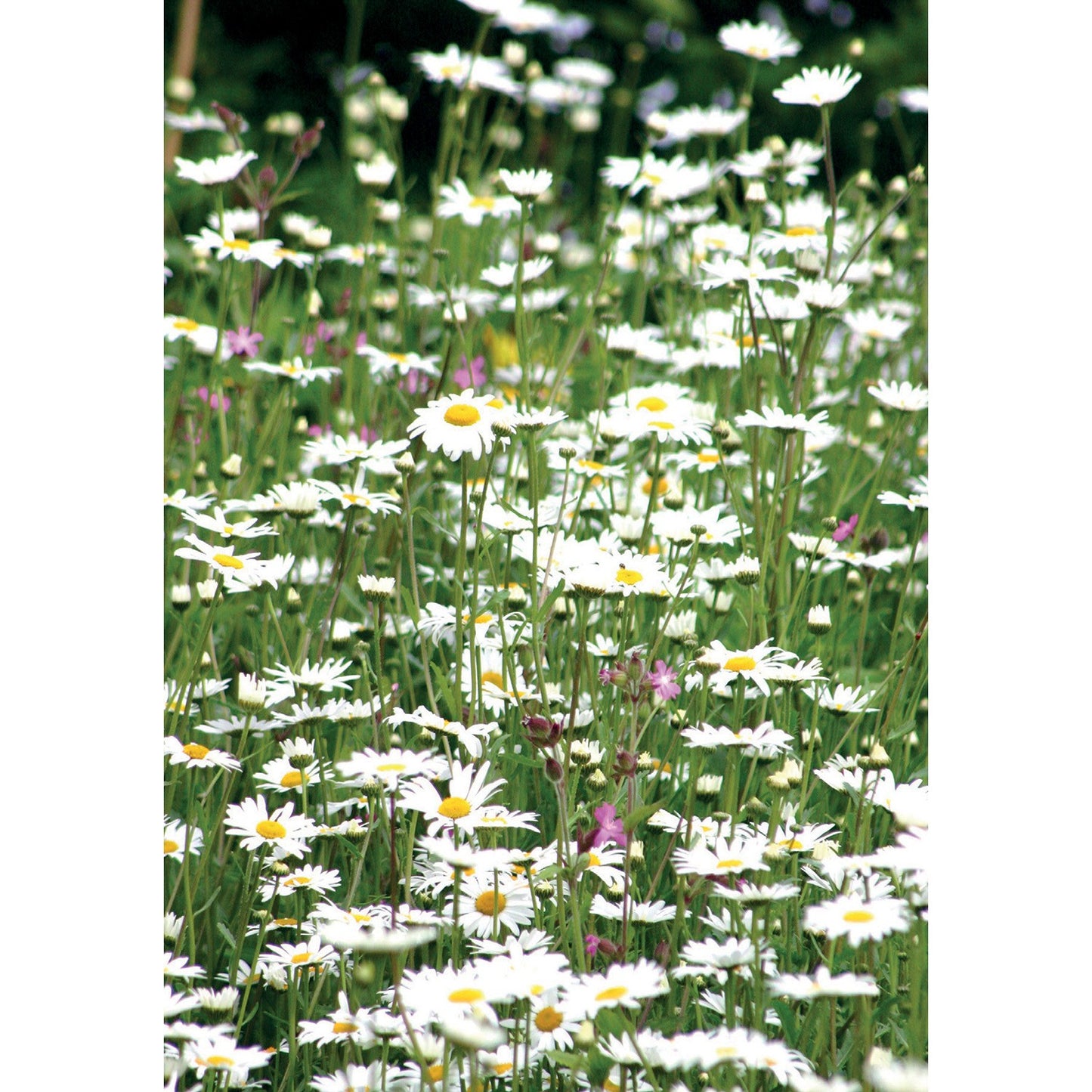 Kevin Milner Countryside Cards Daisies