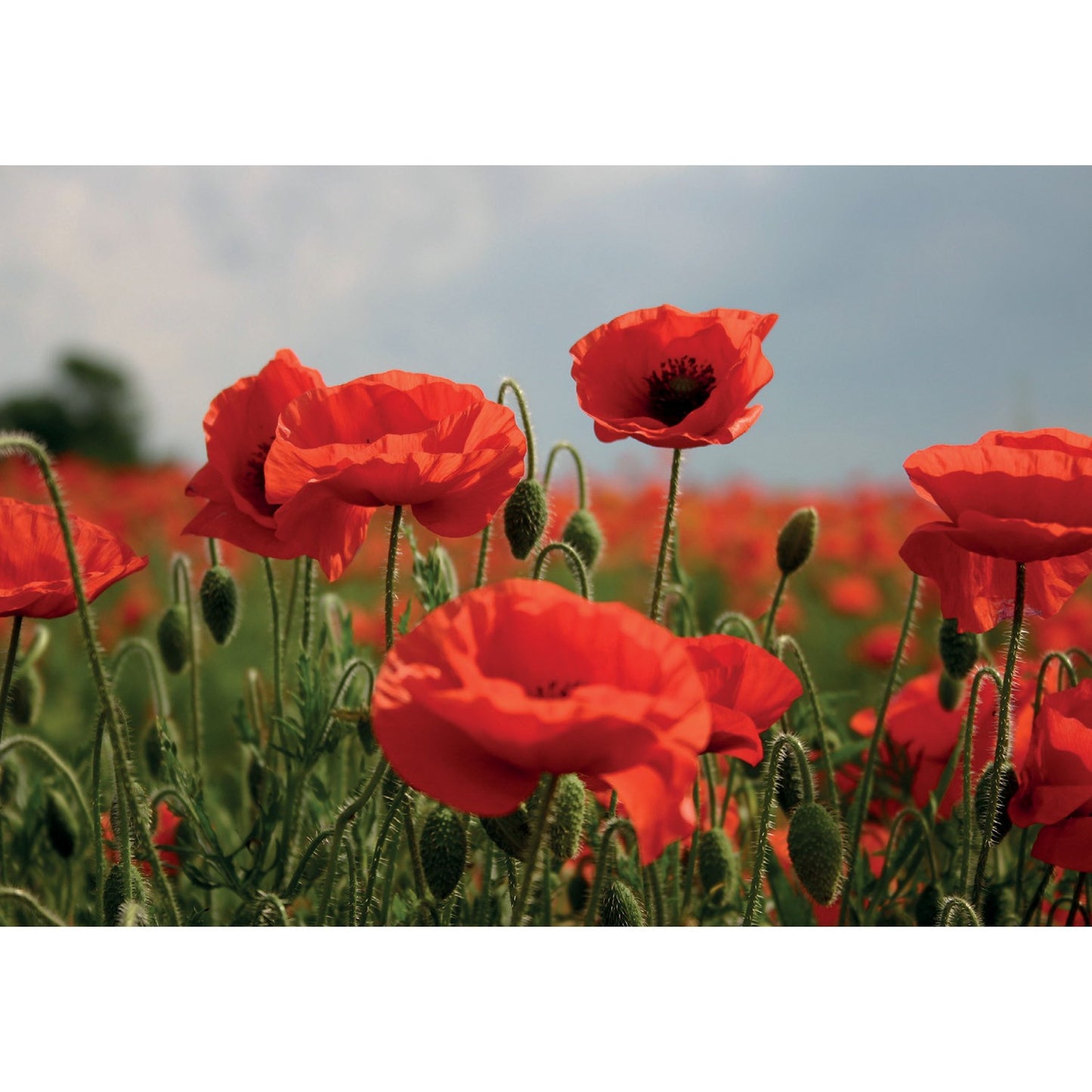 Kevin Milner Countryside Cards Poppy Flower