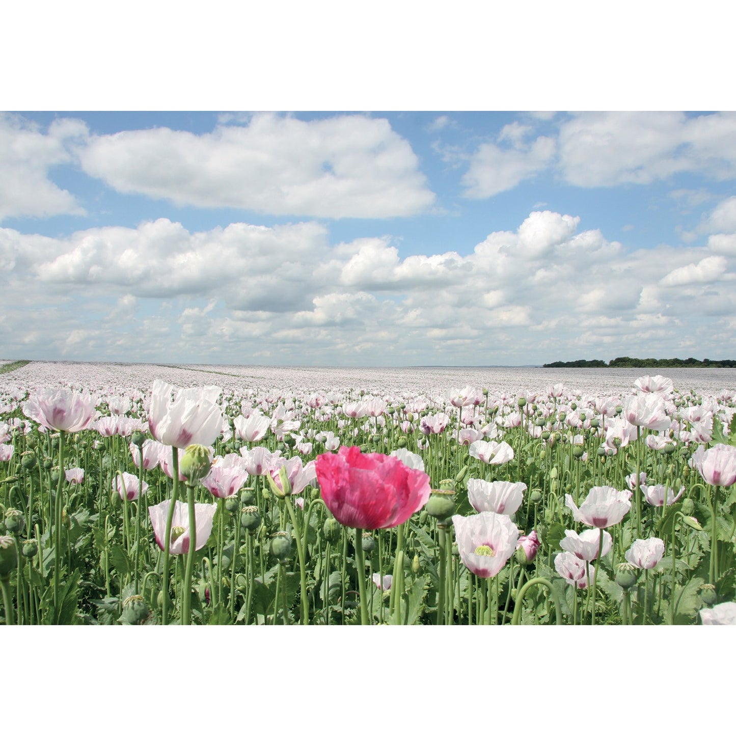 Kevin Milner Countryside Cards Summer Poppies