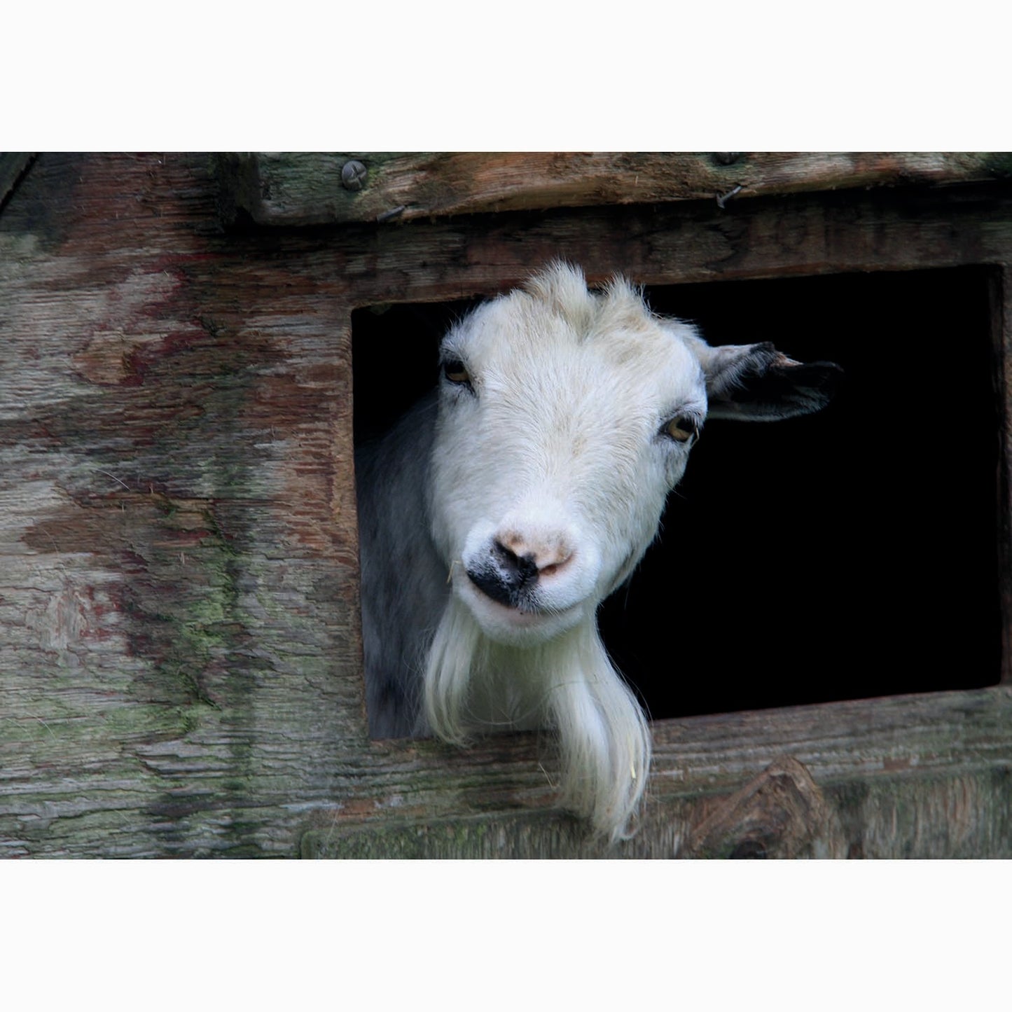 Kevin Milner Countryside Cards Goat