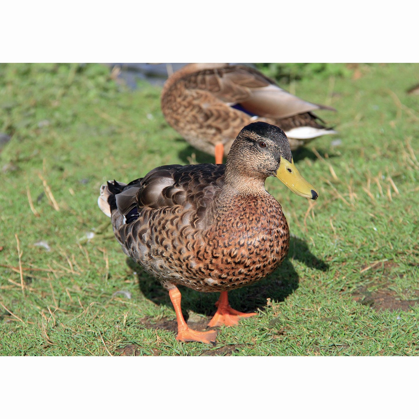Kevin Milner Countryside Cards Duck