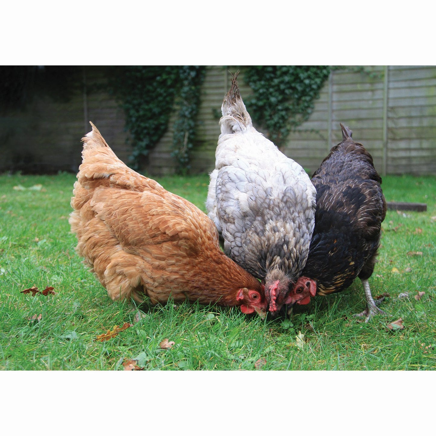 Kevin Milner Countryside Cards Happy Chickens
