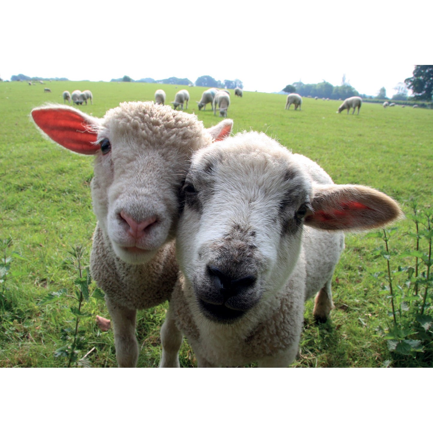 Kevin Milner Countryside Cards Best of Friends