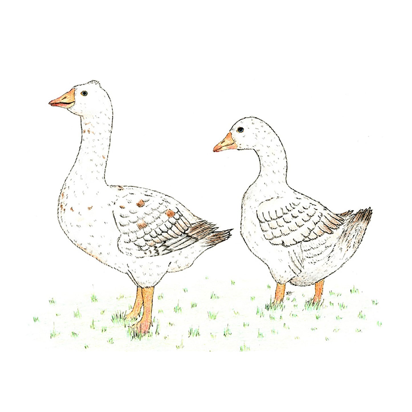 Kevin Milner Countryside Cards Geese