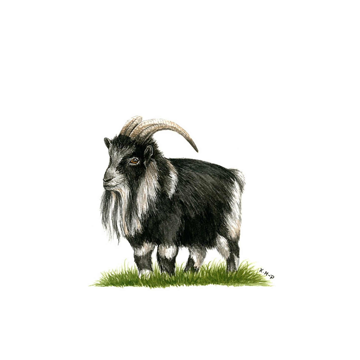 Kevin Milner Countryside Cards Pygmy Goat