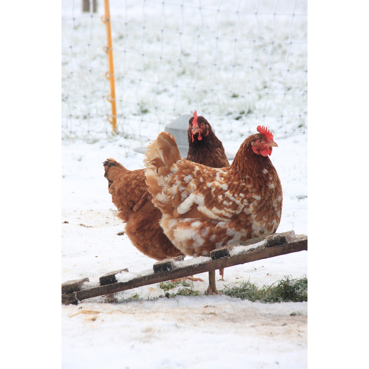 Kevin Milner Christmas Card - Cope Farm Chicken