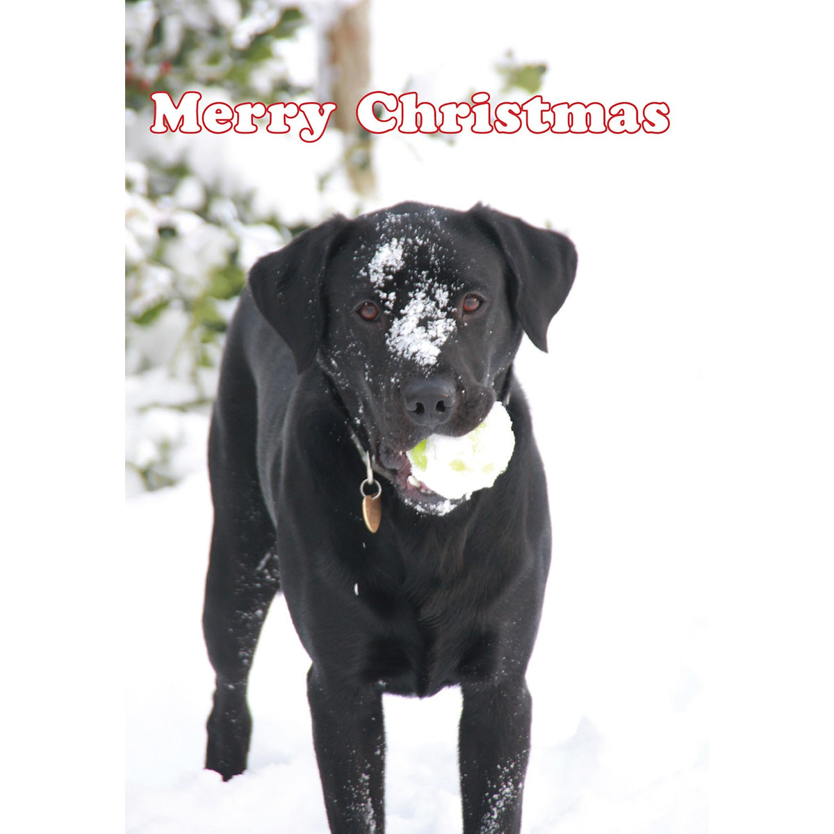 Kevin Milner Christmas Card - Labrador in the Snow