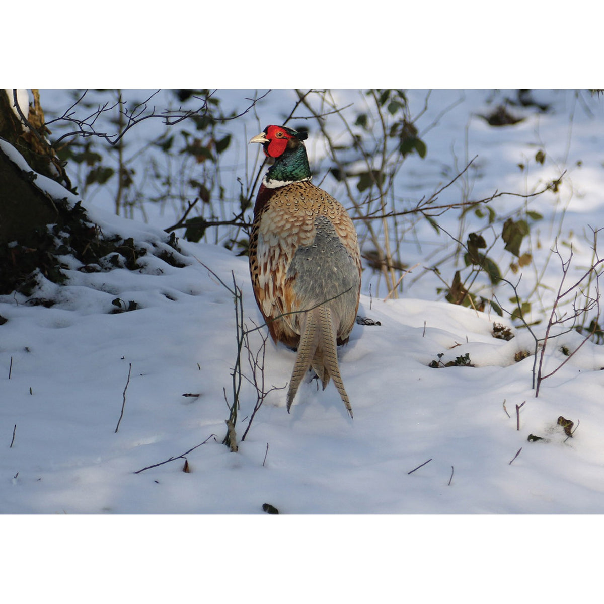 Kevin Milner Christmas Card - Pheasant in the Snow