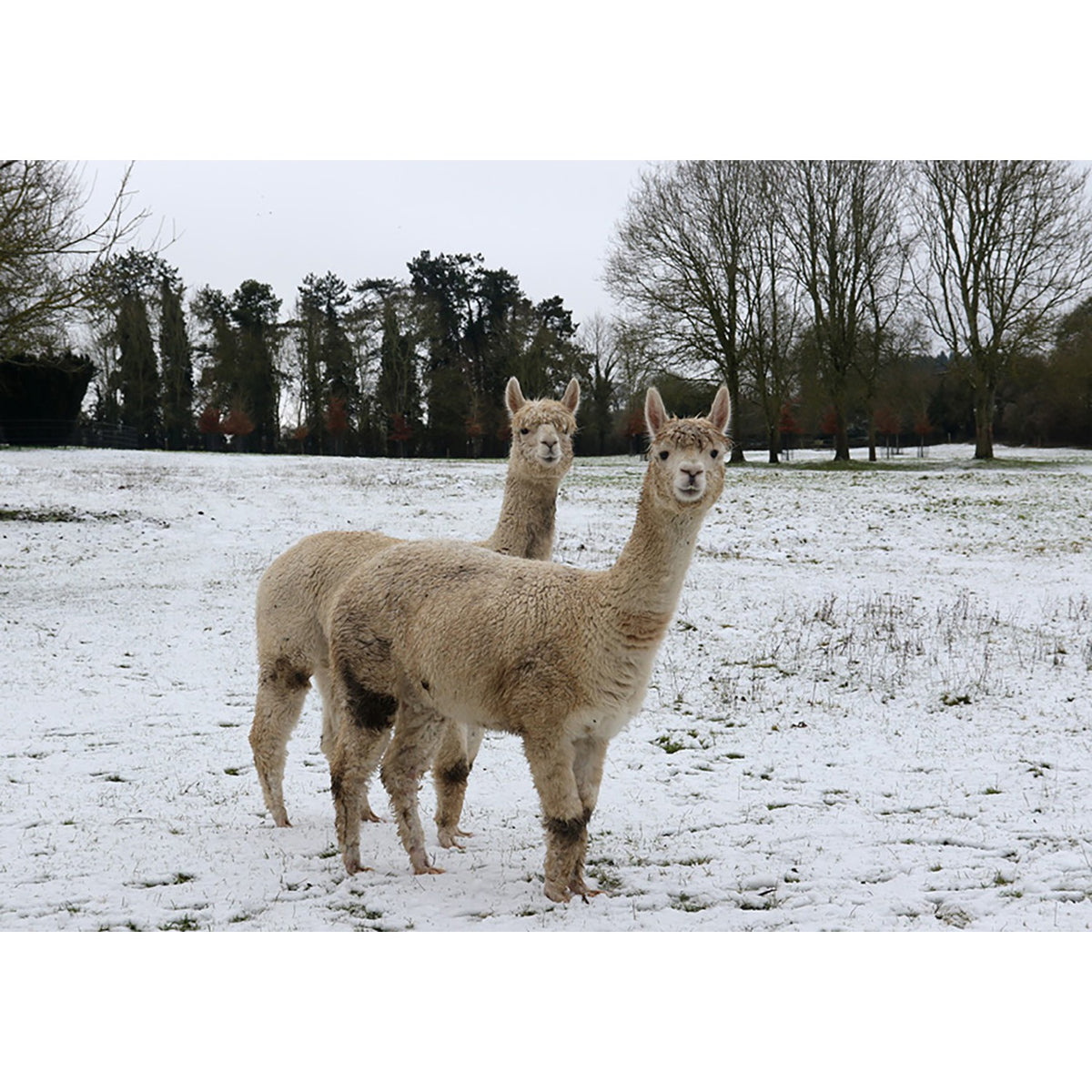 Kevin Milner Christmas Card - Alpacas in the Snow