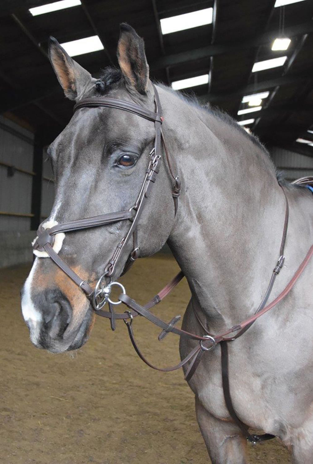 Whitaker Ready To Ride Martingale MA054