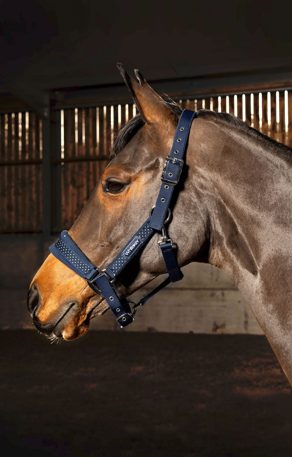 Whitaker HC061 San Francisco Headcollar Navy
