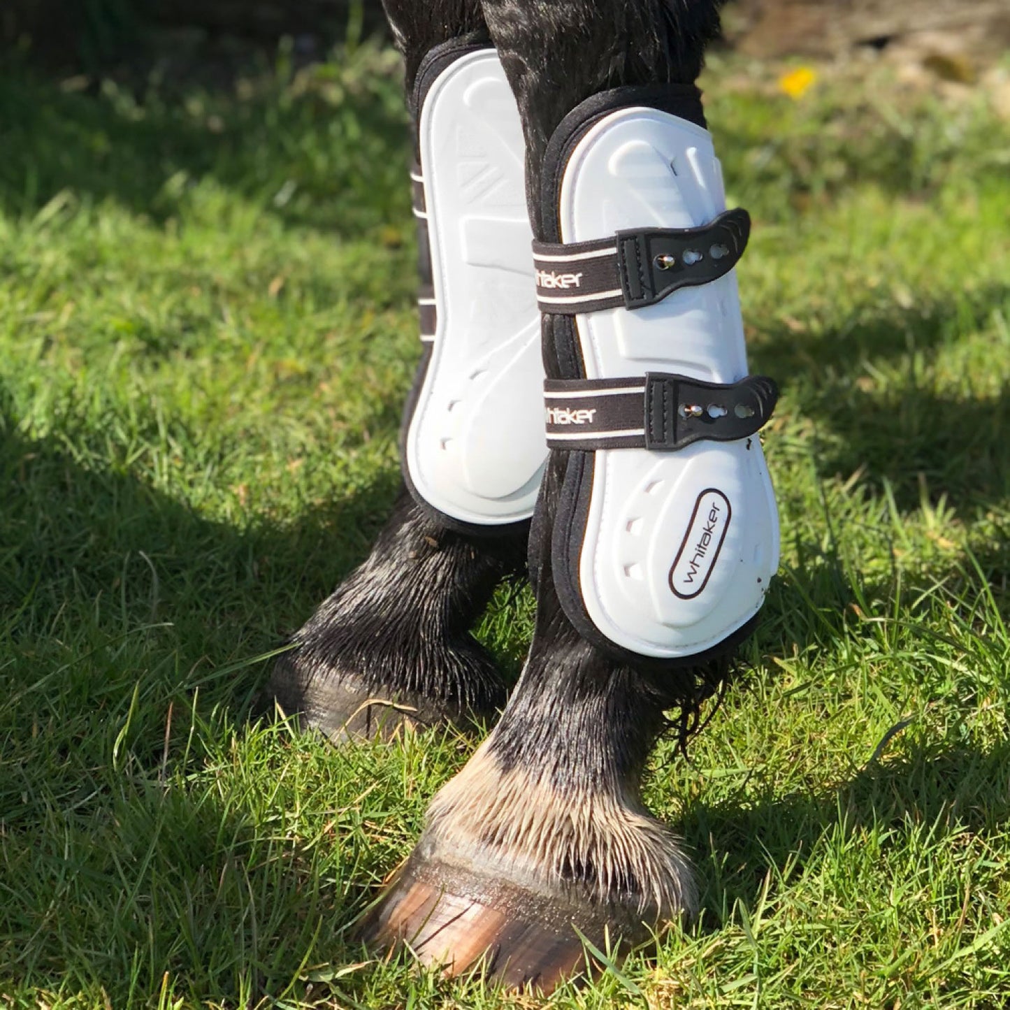 Whitaker LP083 Bingley Tendon Boots White
