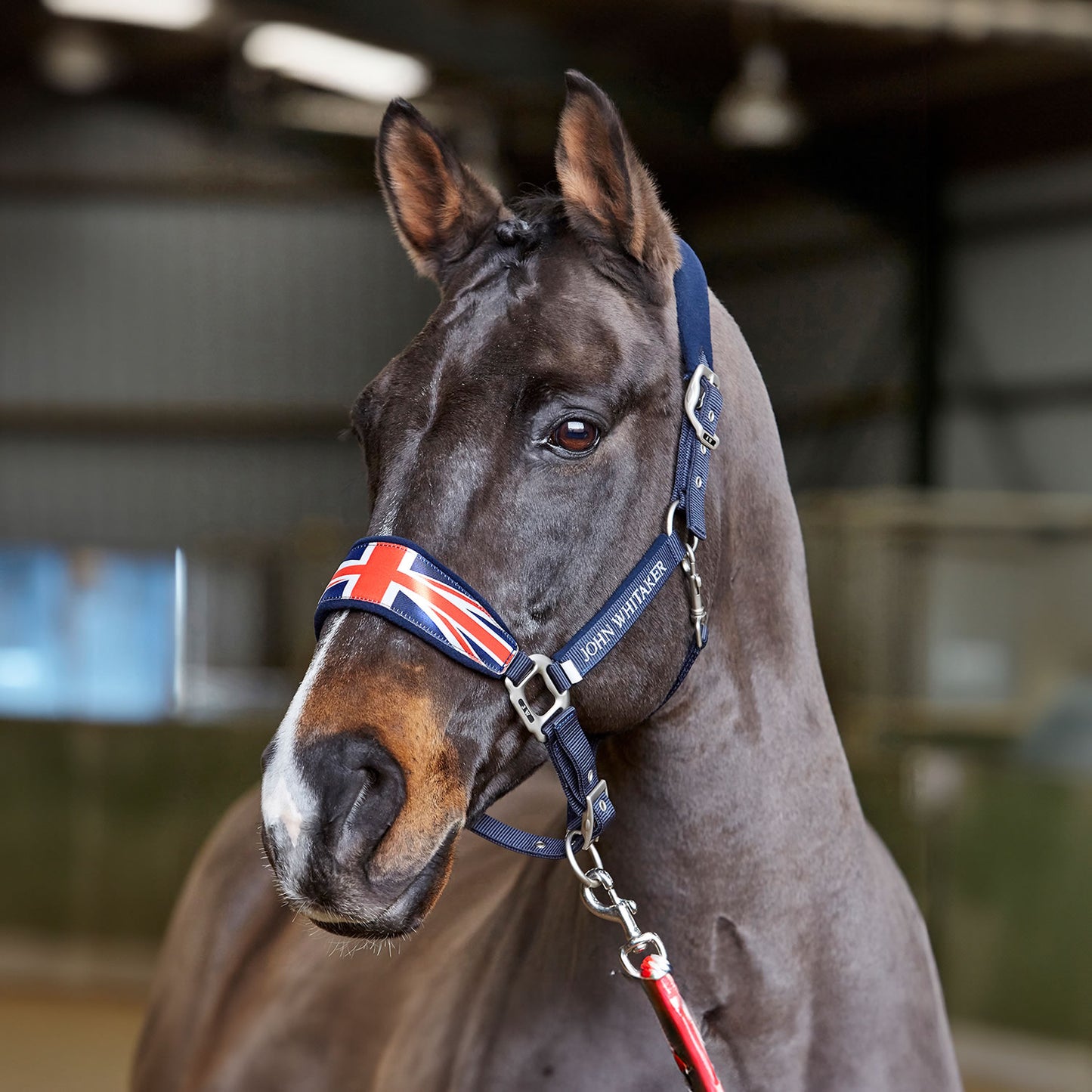 Whitaker UJHCP Union Jack Padded Headcollar