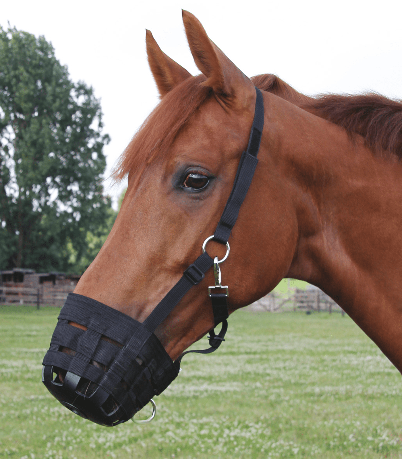 Waldhausen Grazing Muzzle