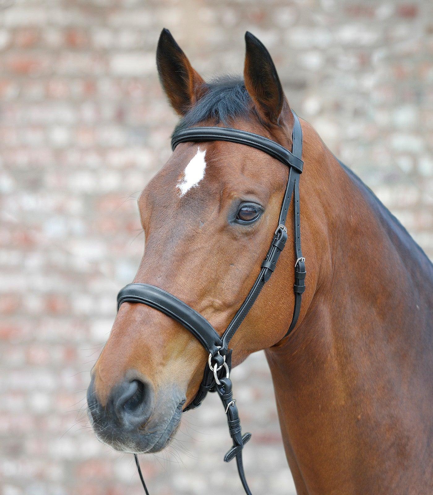 Waldhausen Star Bitless Bridle