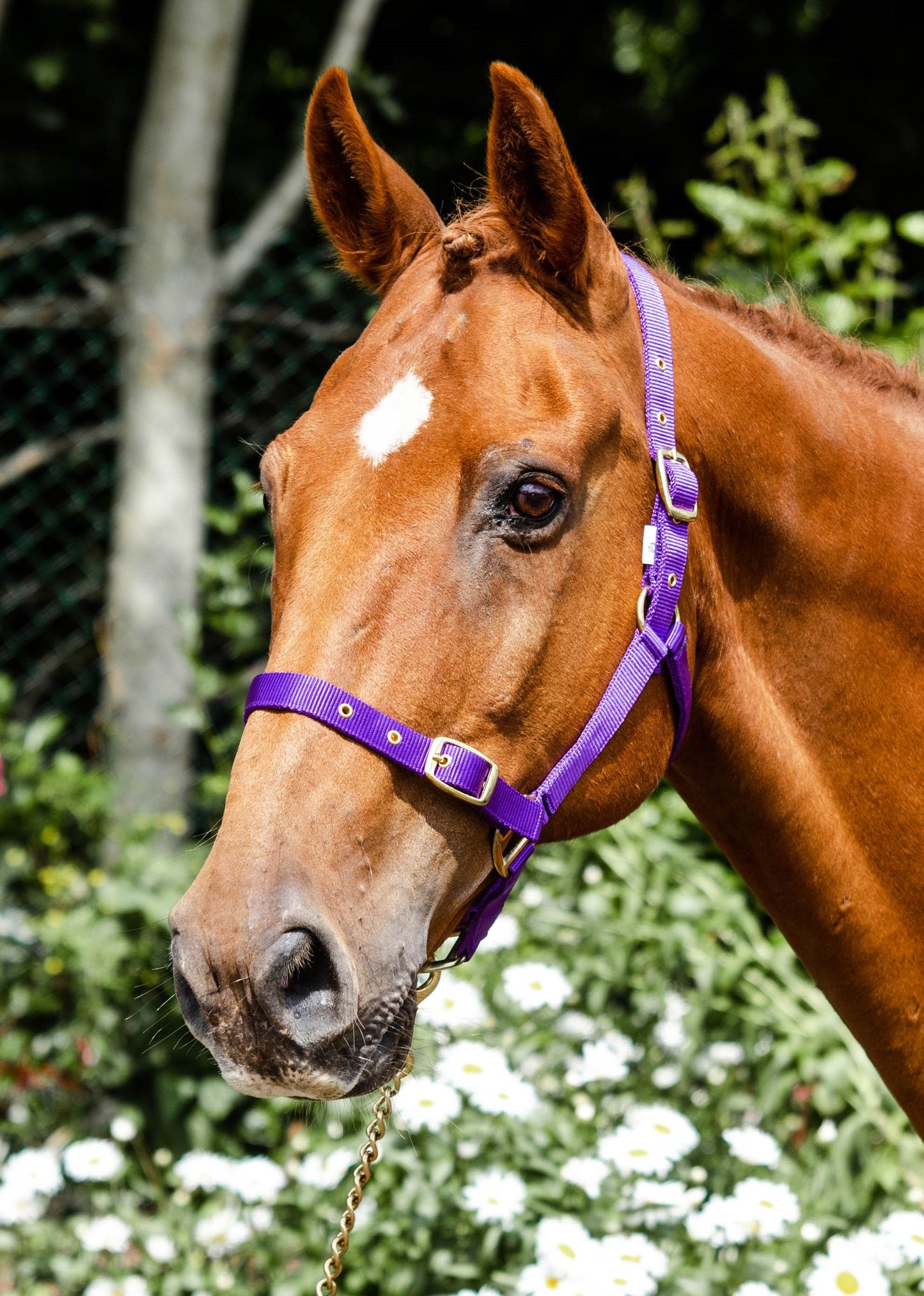 Equisential Economy Web Headcollar
