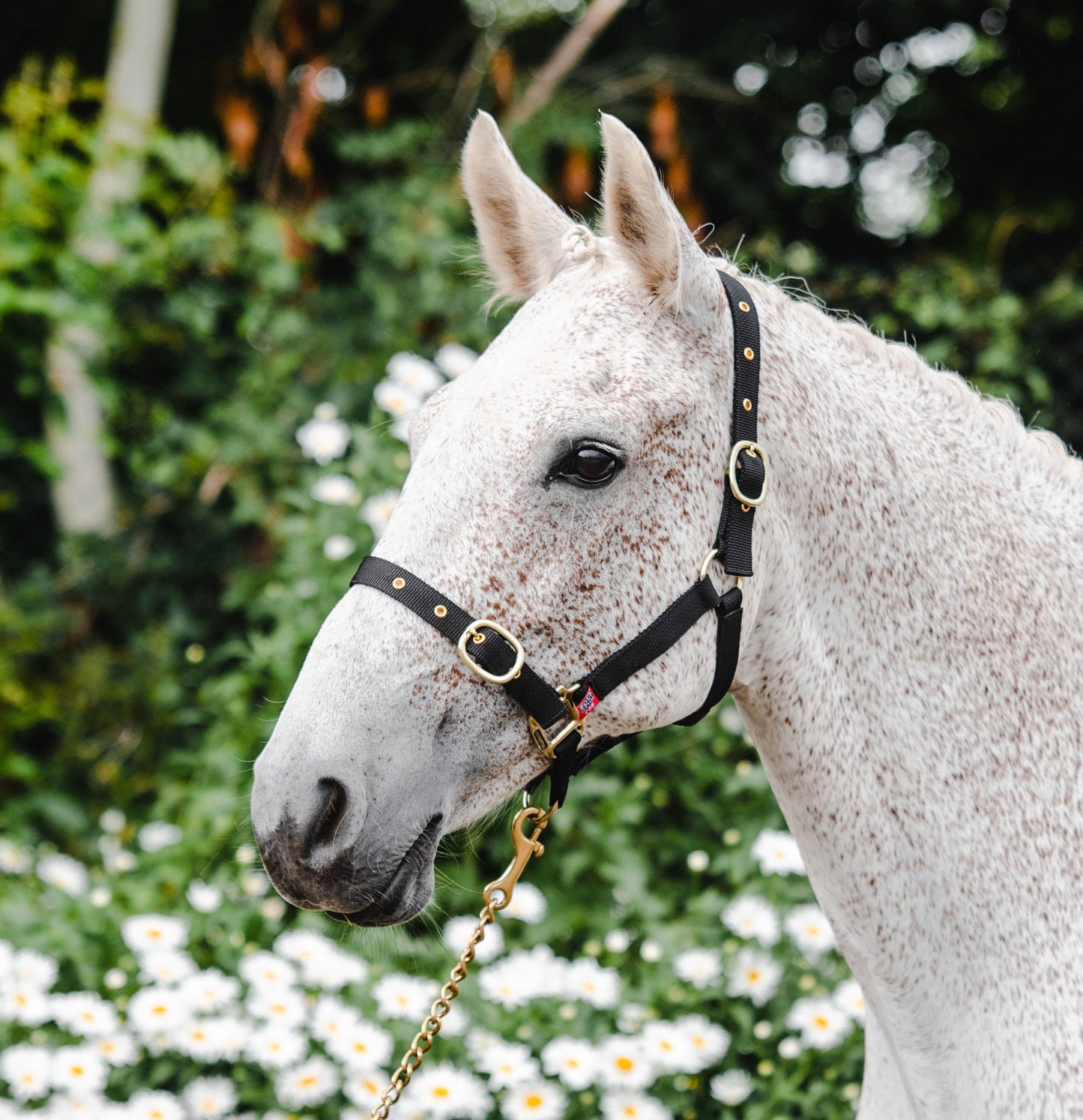 Equisential Nylon Headcollar