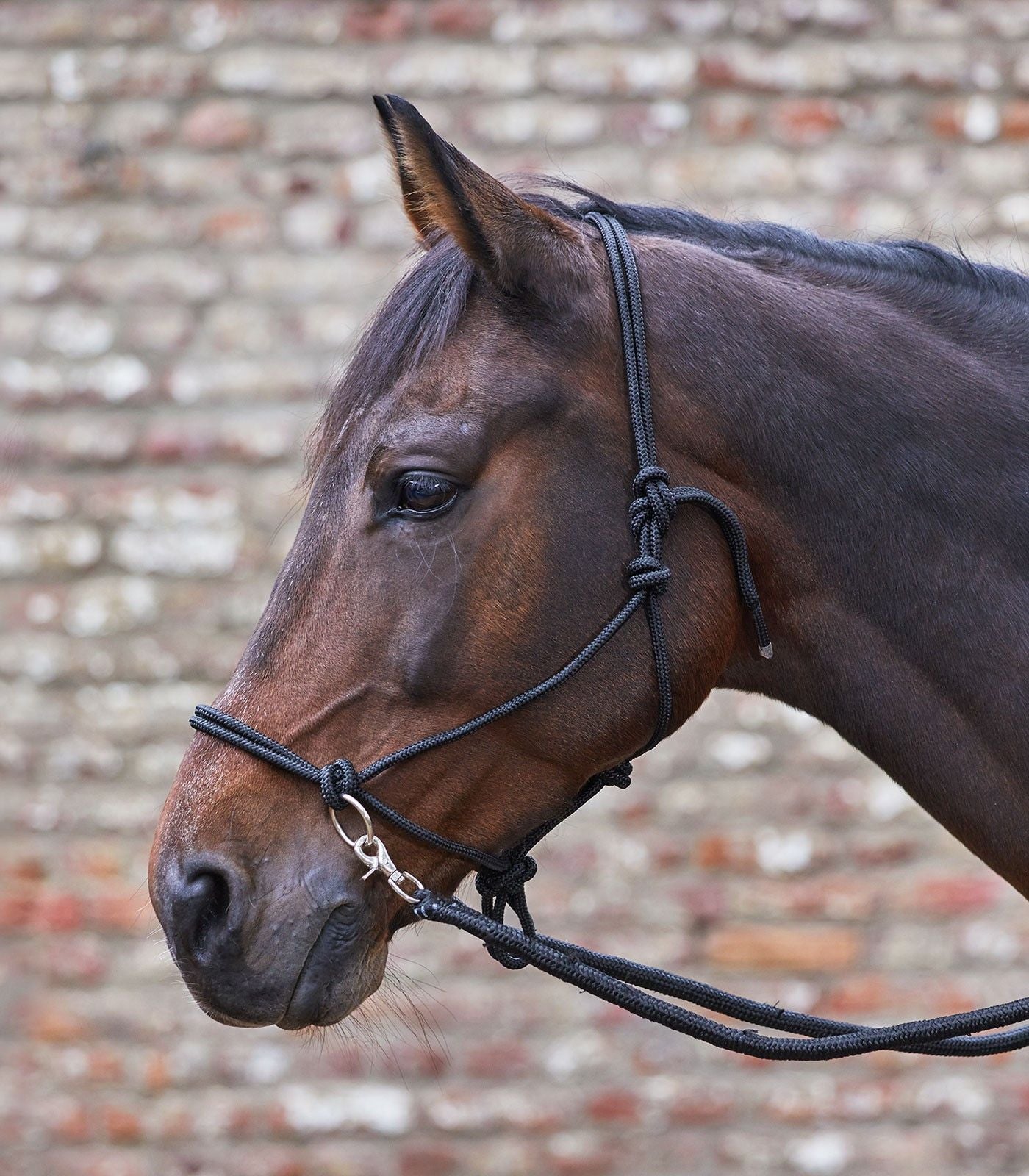 Waldhausen Knotted Halter with Reins