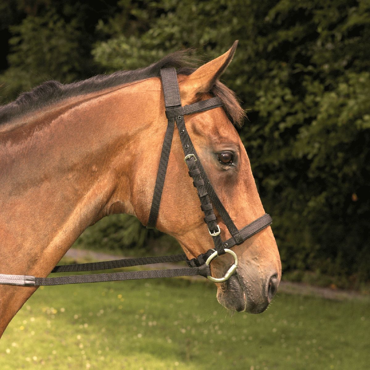 Equisential Nylon Bridle
