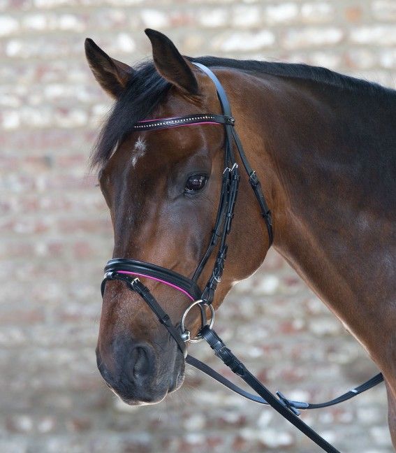 Waldhausen Star Diamond Bridle