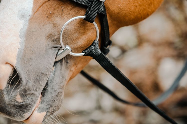 Equisential Nylon Reins