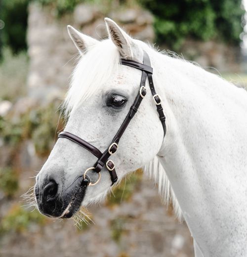 Mackey Classic In-hand Bridle