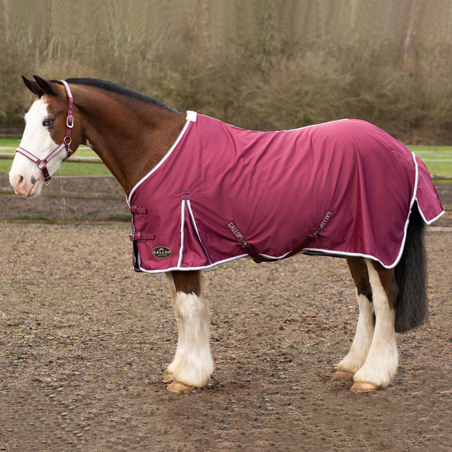 NEW GALLOP Summer Sheet
