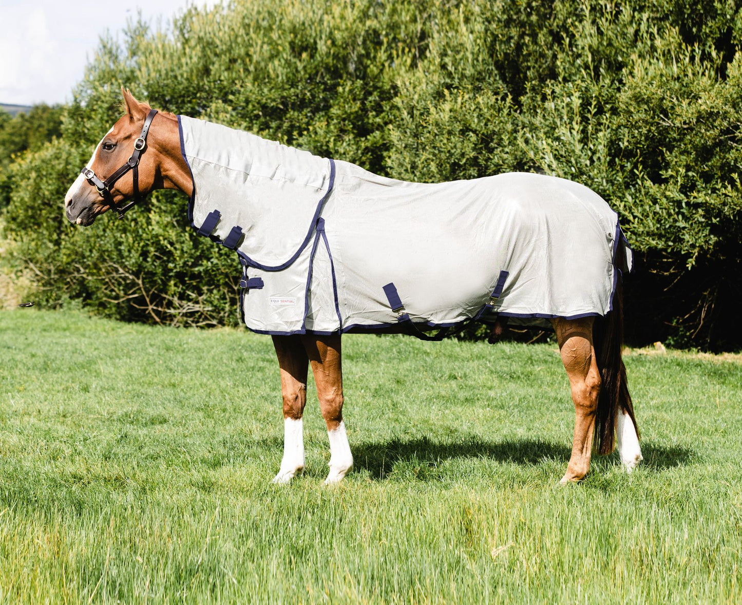 Equisential Fly Rug
