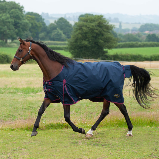 Gallop Trojan Duraproof 50g 5-Point Standard Neck Turnout Navy