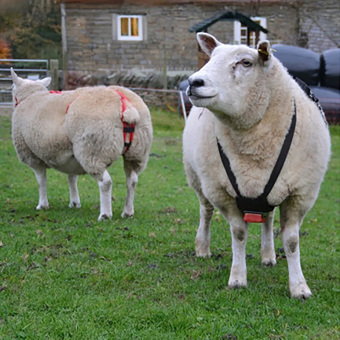 Agrimark Economy Ram Harness Black