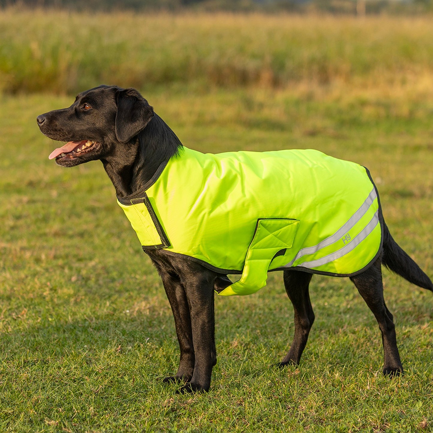 Benji & Flo Reflector Waterproof Dog Coat by Hy Equestrian Yellow - Xsmall