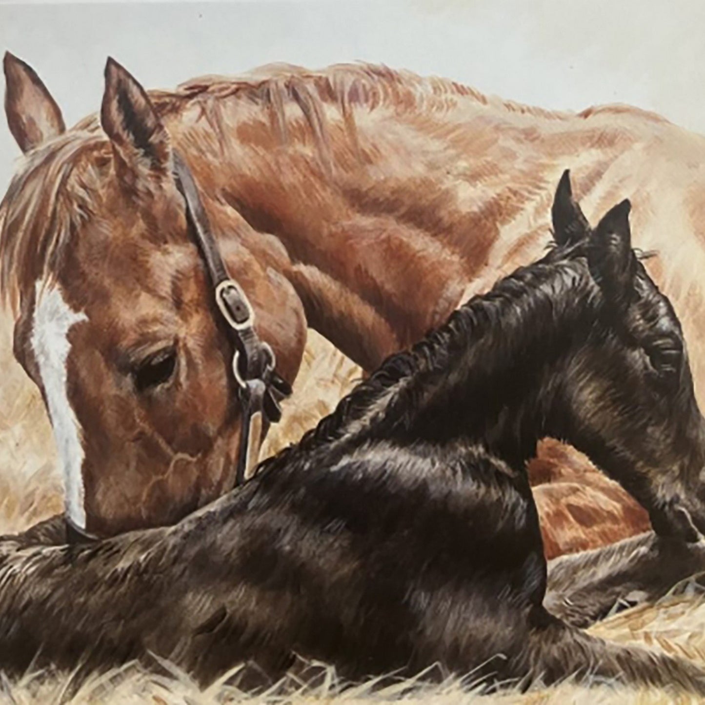 Caroline Cook Equestrian Cards The Newborn Foal