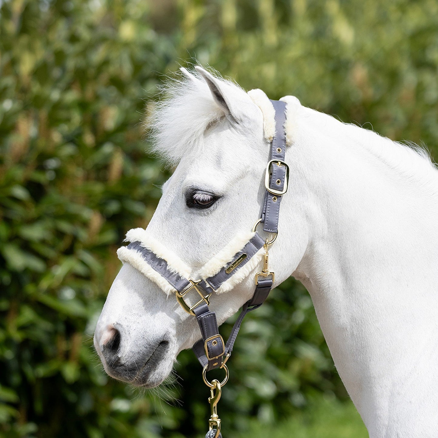 Coldstream Langlee Luxury Headcollar & Lead Rope Grey - Cob