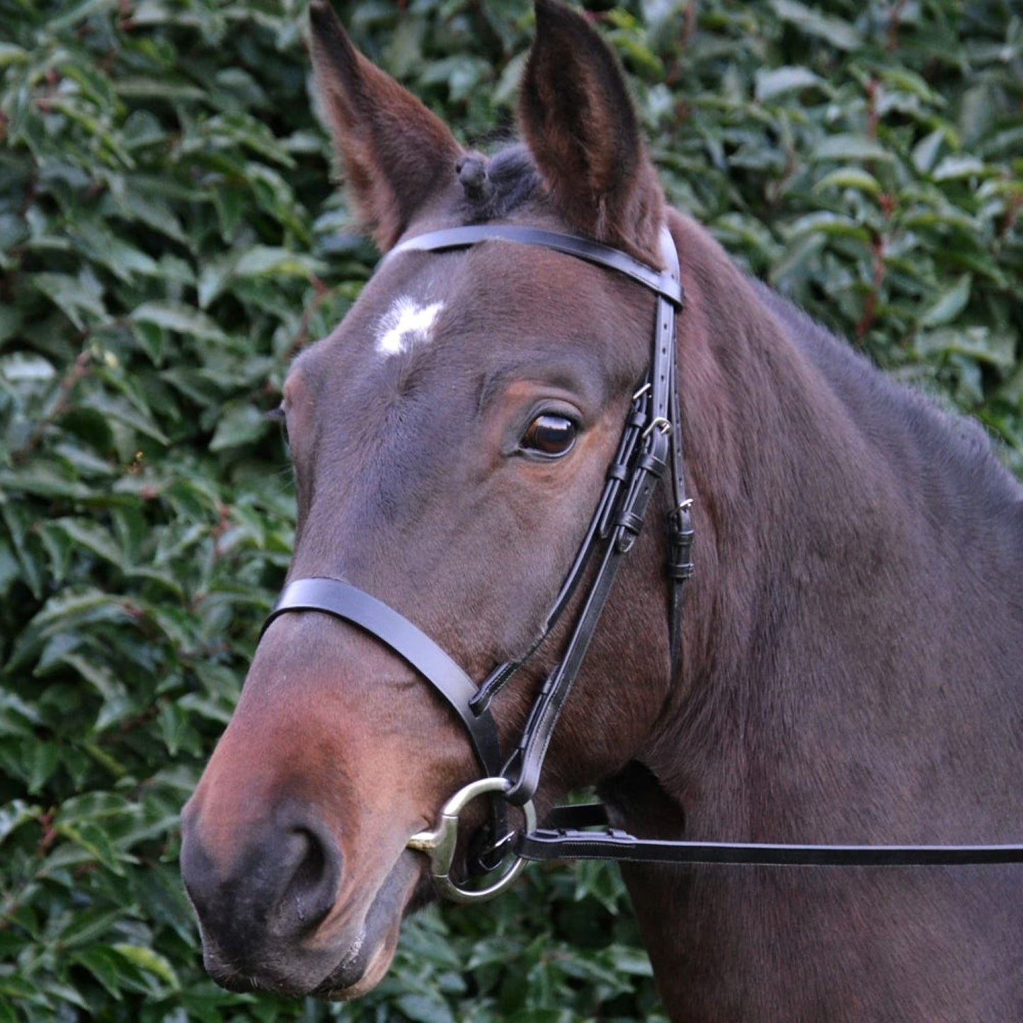 Hy Equestrian Hunter Bridle with Rubber Grip Reins Black - Full