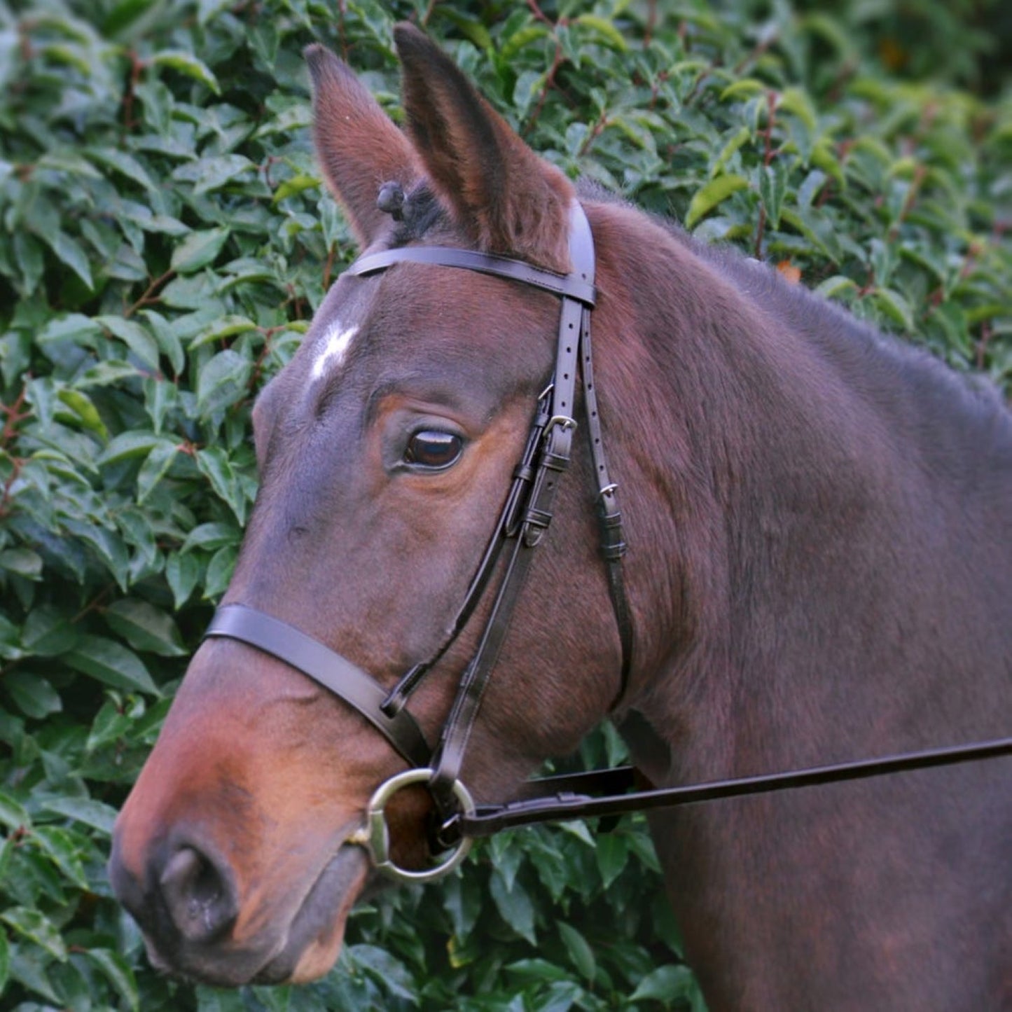Hy Equestrian Hunter Bridle with Rubber Grip Reins Brown - Pony