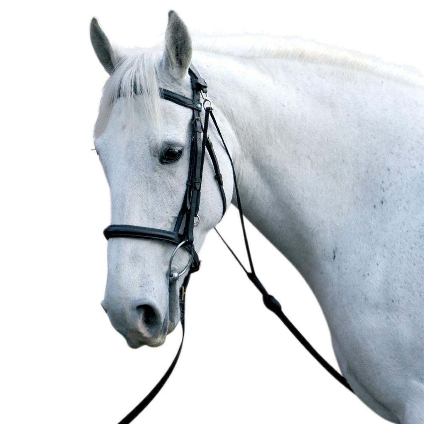 Hy Equestrian Chambon - Cob/Full