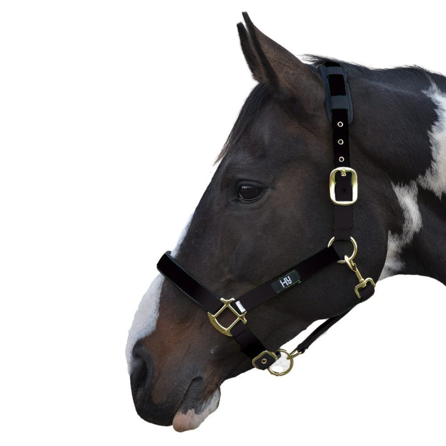 Hy Equestrian Deluxe Padded Headcollar