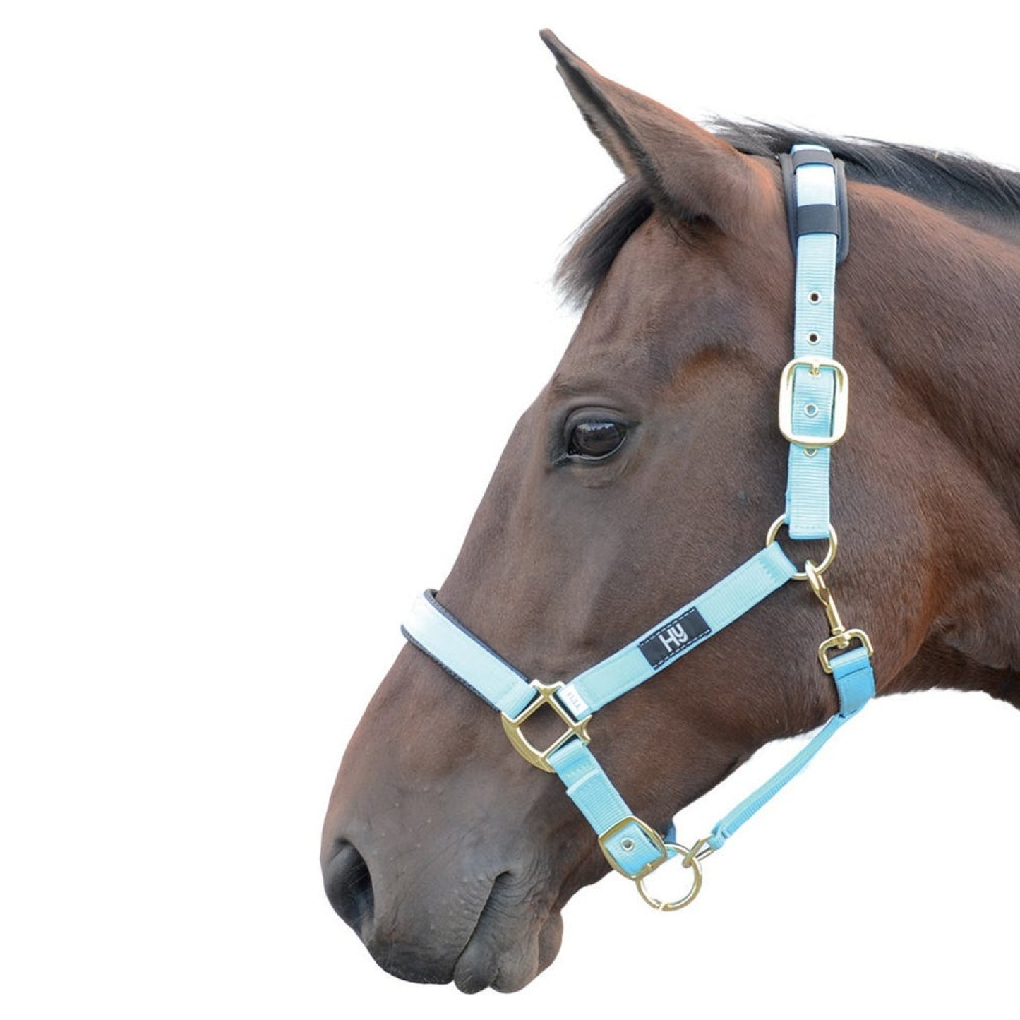 Hy Equestrian Deluxe Padded Headcollar