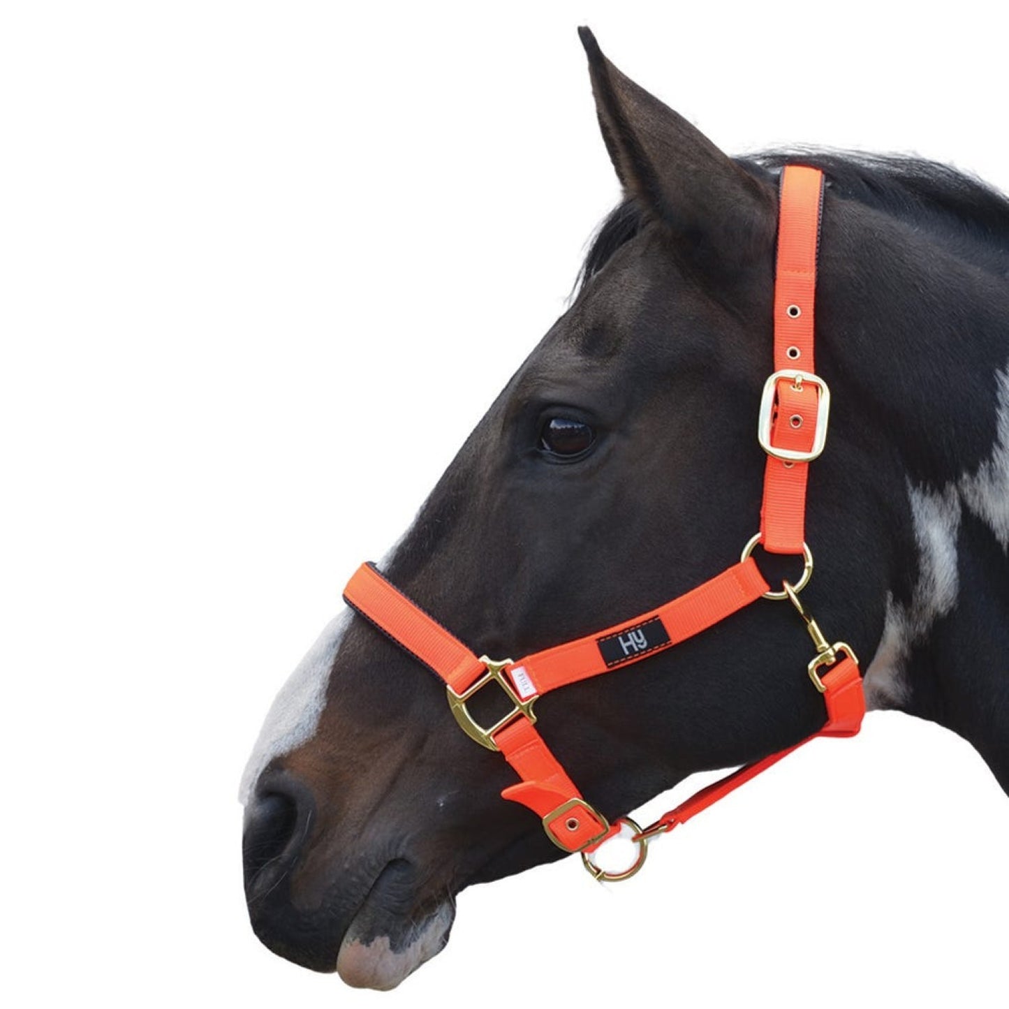 Hy Equestrian Grand Prix Headcollar Hot Orange - Cob