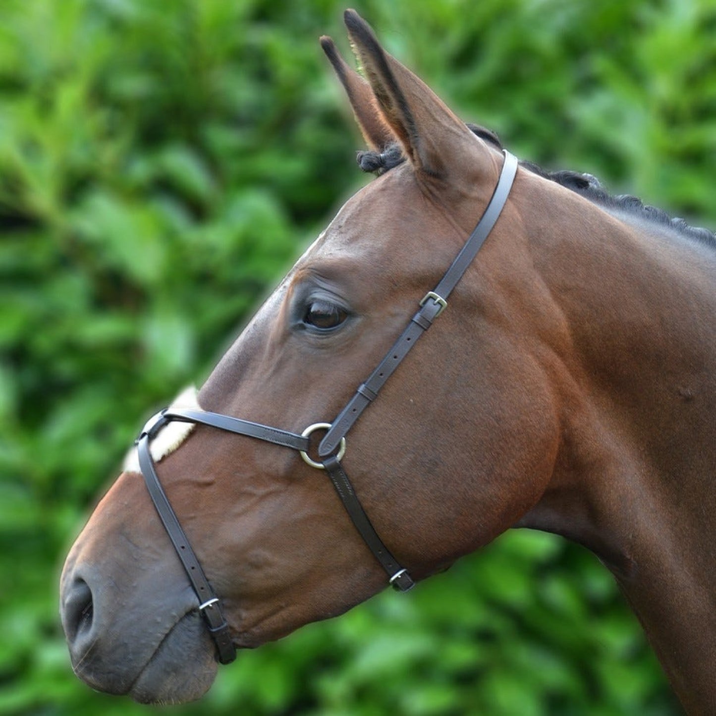 Hy Equestrian Mexican Grackle Noseband Black - Cob