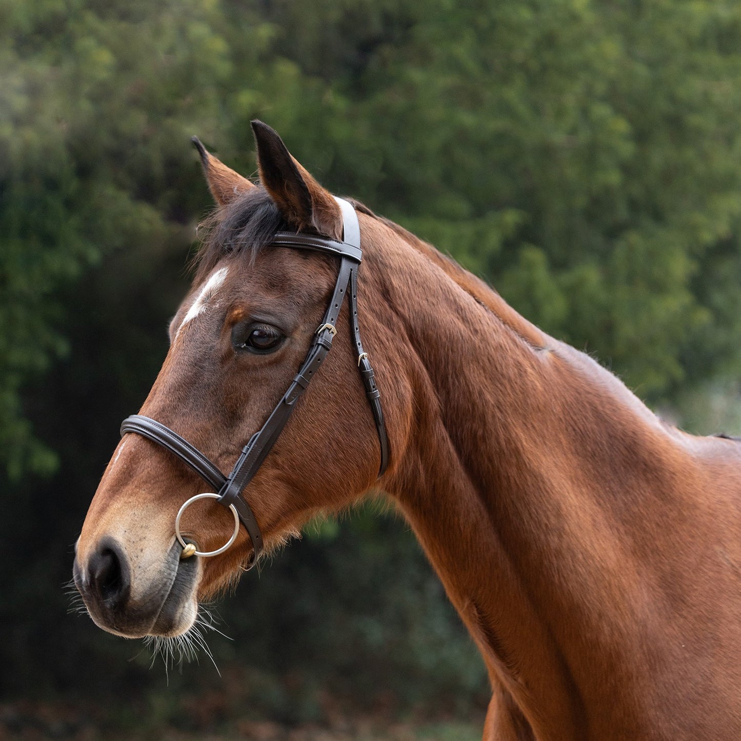 Hy Equestrian Padded Cavesson Bridle/Rubber Grip Reins Brown - Cob (5/8'')