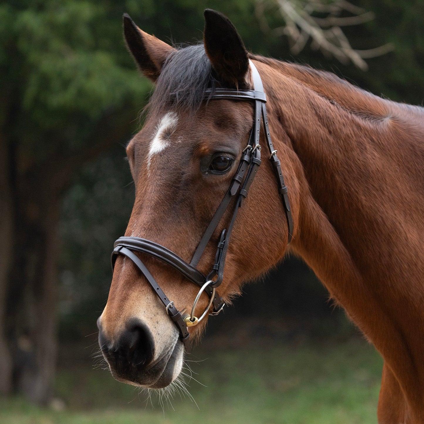 Hy Equestrian Padded Flash Bridle with Rubber Grip Reins Brown - Xsmall (1/2")